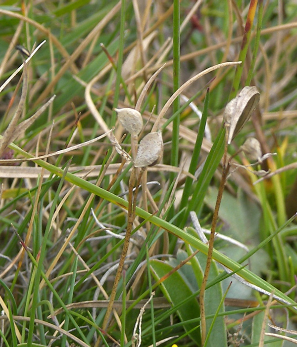 Image of Draba scabra specimen.