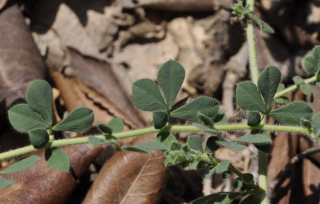 Image of genus Lotus specimen.