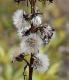 Ligularia sibirica. Часть общего соплодия. Амурская обл., в 38 км севернее Благовещенска, холм, поросший дубами. 22.09.2014.