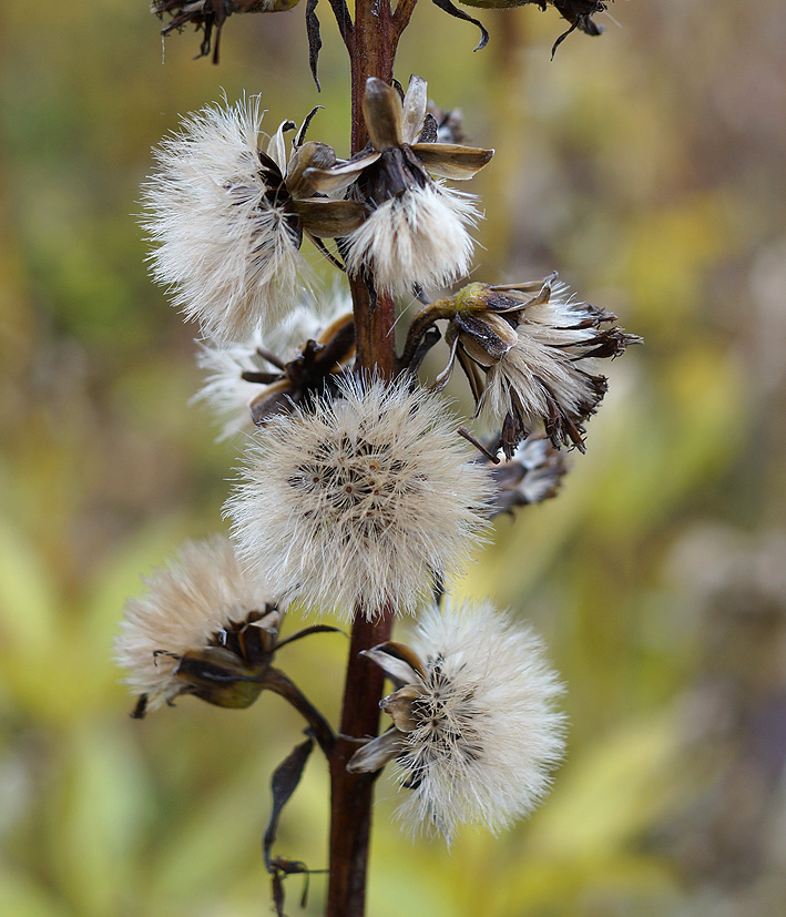 Изображение особи Ligularia sibirica.