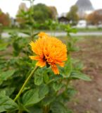 Heliopsis helianthoides подвид scabra. Соцветие, сорт 'Asahi' ('Утреннее солнце' (яп.)). Москва, ВДНХ, Мичуринский сад. 09.10.2014.