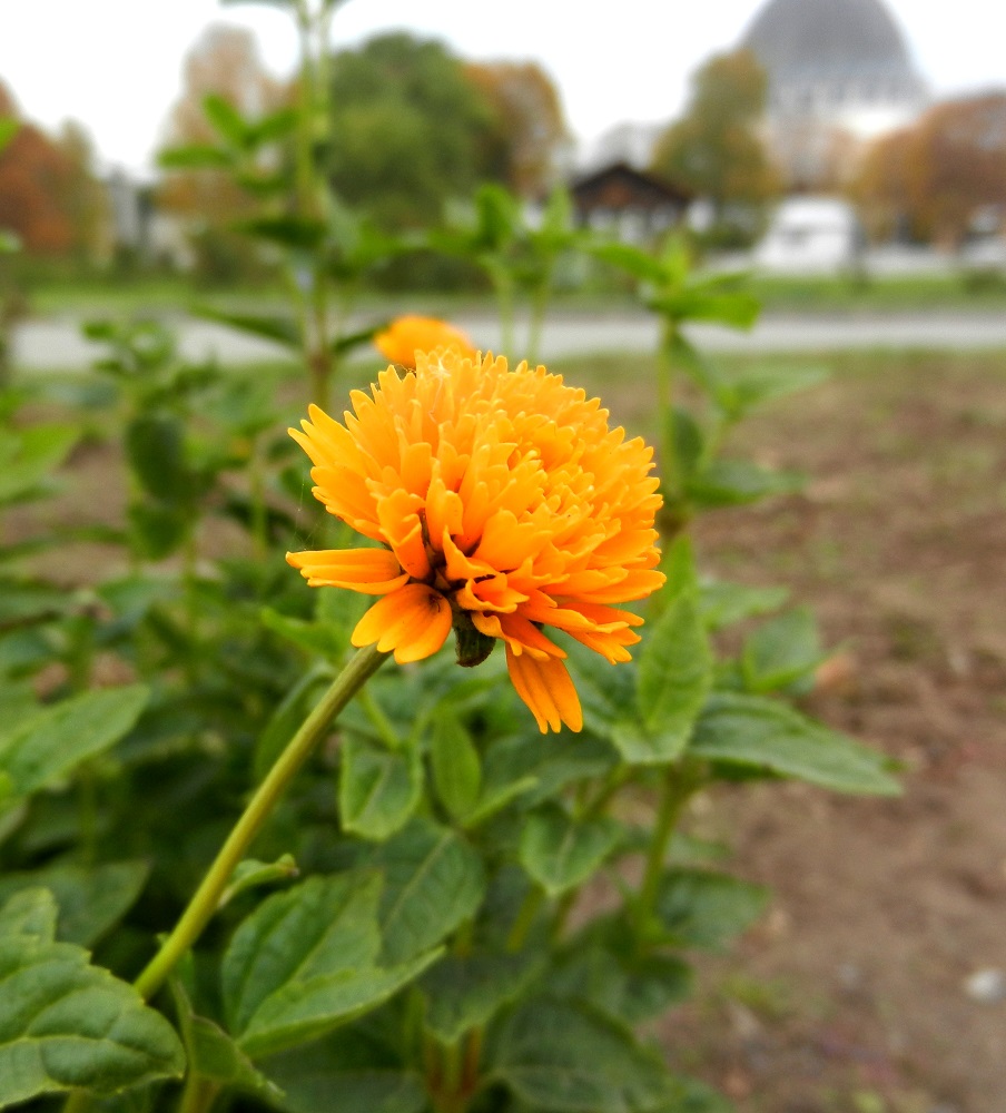 Изображение особи Heliopsis helianthoides ssp. scabra.