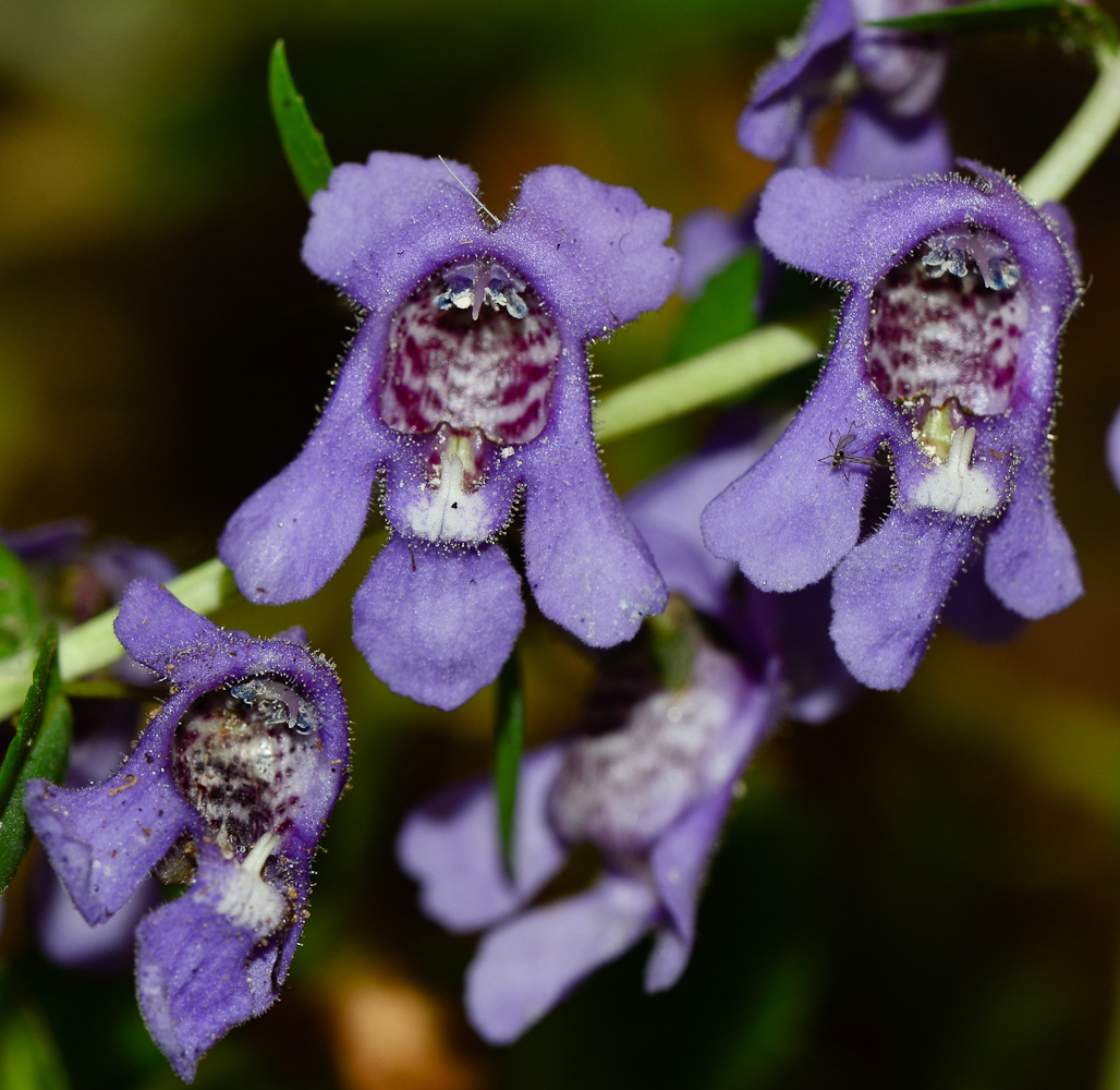 Изображение особи Angelonia angustifolia.