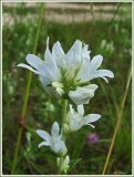 Campanula glomerata