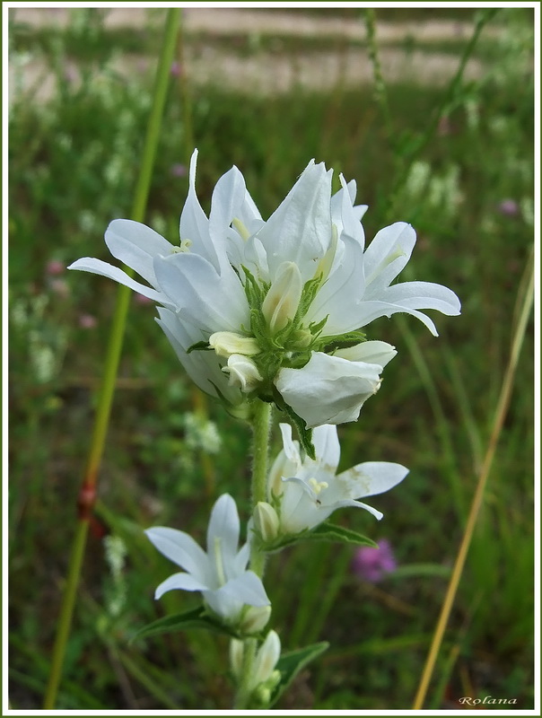 Image of Campanula glomerata specimen.