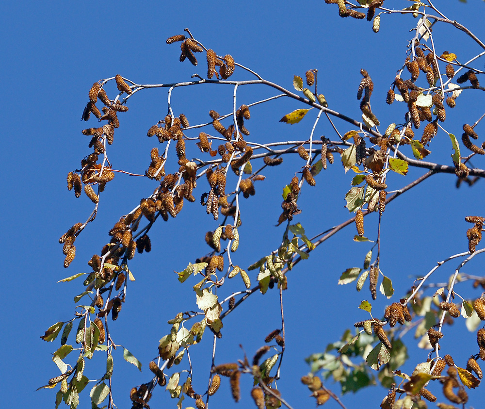Изображение особи Betula pendula.
