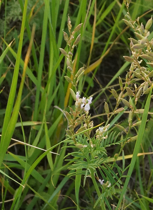 Image of Astragalus sulcatus specimen.