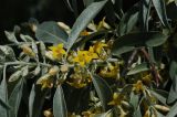 Elaeagnus angustifolia