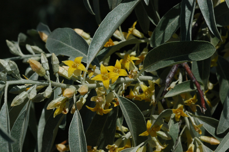 Image of Elaeagnus angustifolia specimen.