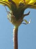 genus Taraxacum. Верхняя часть стебля с обёрткой. Крым, Байдарская долина. 25 июля 2009 г.