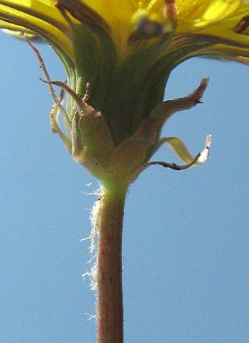 Image of genus Taraxacum specimen.