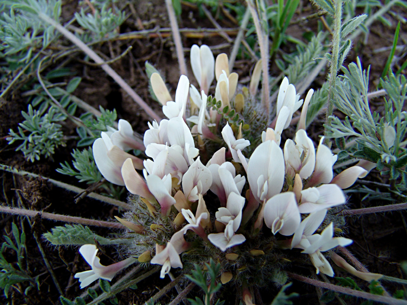 Image of Astragalus dolichophyllus specimen.