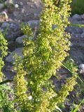 Rumex longifolius. Верхушка растения с соплодиями. Кольский п-ов, Восточный Мурман, пос. Дальние Зеленцы. 31.08.2009.