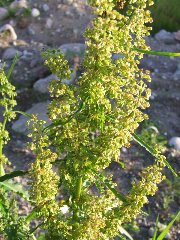 Image of Rumex longifolius specimen.