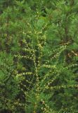 Asparagus schoberioides