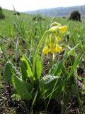 Primula veris