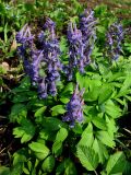 Corydalis lacrimuli-cuculi. Цветущее растение (форма с синими цветками). Красноярский край, Ермаковский р-н, окр. пос. Танзыбей, сад. 02.05.2009.