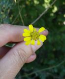 Anthemis tinctoria