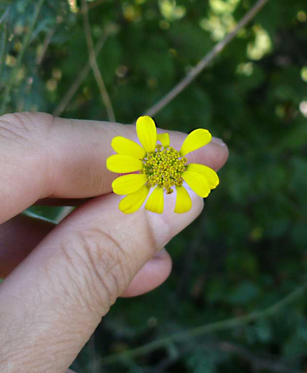 Изображение особи Anthemis tinctoria.