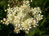 Filipendula vulgaris