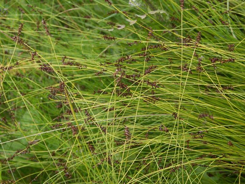 Image of Carex davalliana specimen.