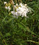 Saponaria officinalis. Верхушка цветущего растения. Алтайский край, Краснощековский р-н, с. Тигирек. 17 июля 2007 г.