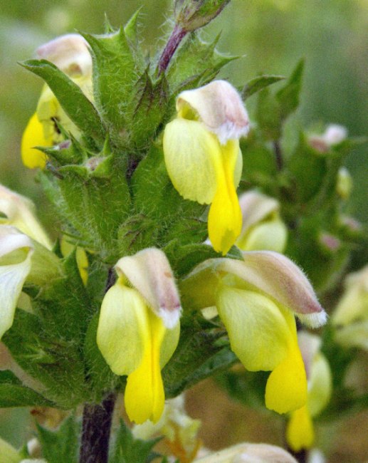 Изображение особи Phlomoides labiosa.