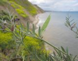 Vicia angustifolia. Верхушка побега с незрелым плодом. Краснодарский край, Темрюкский р-н, мыс Железный Рог, приморский обрывистый глинистый склон, на кромке обрыва. 09.05.2015.