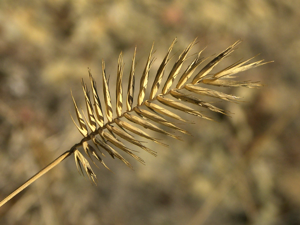 Изображение особи Agropyron pinifolium.