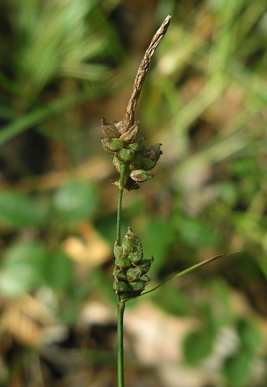 Изображение особи Carex globularis.