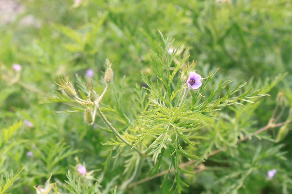 Изображение особи Erodium stephanianum.