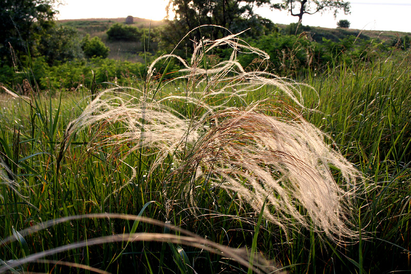 Изображение особи Stipa borysthenica.