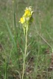 Linaria macroura. Верхушка цветущего растения. Крым, Сакский р-н, нарушенная степь в окр. с. Карьерное. 7 мая 2015 г.