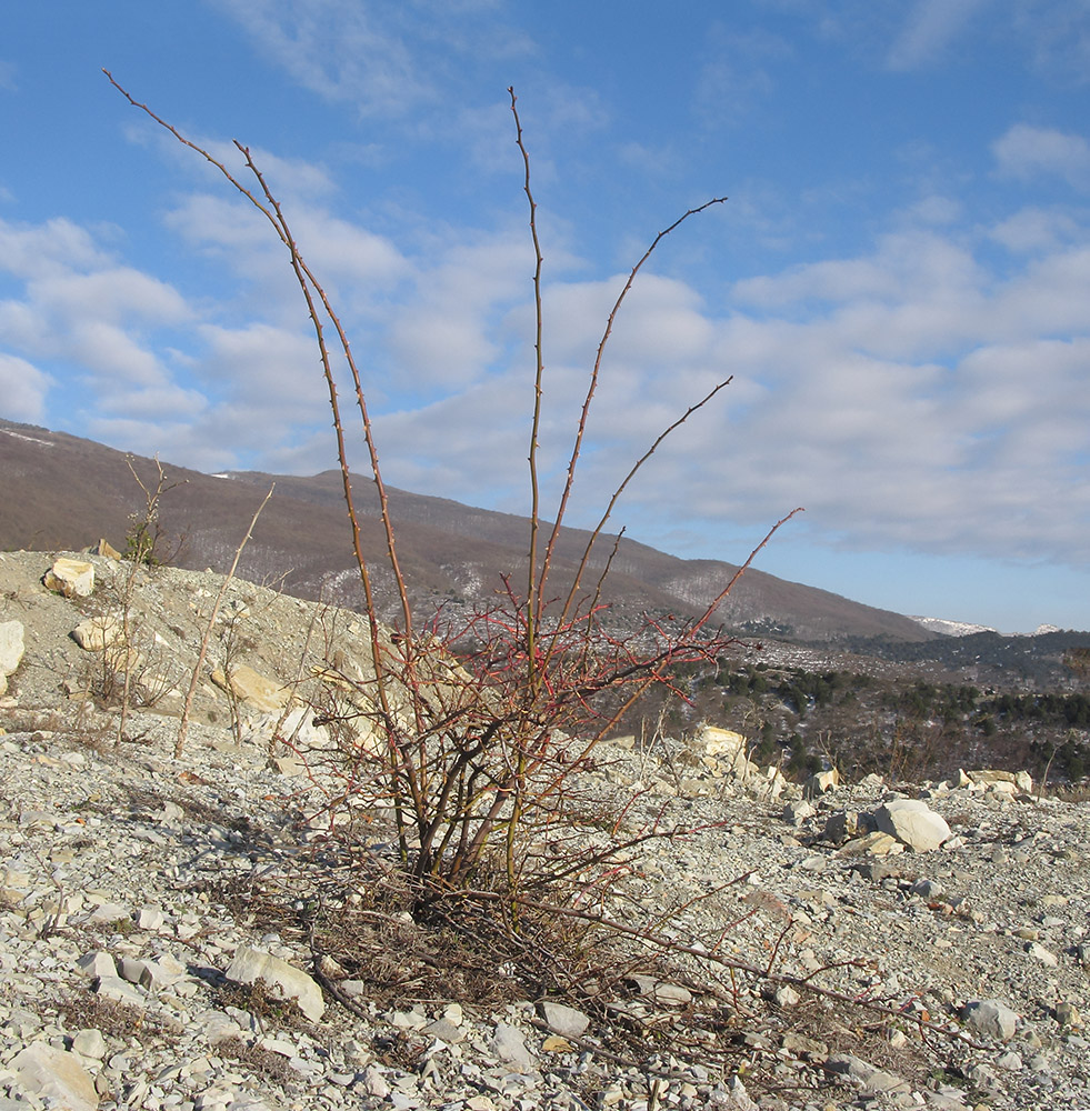 Image of Rosa biebersteiniana specimen.