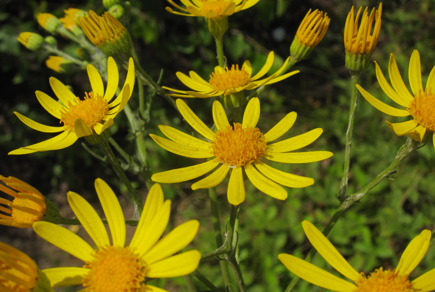 Image of genus Senecio specimen.