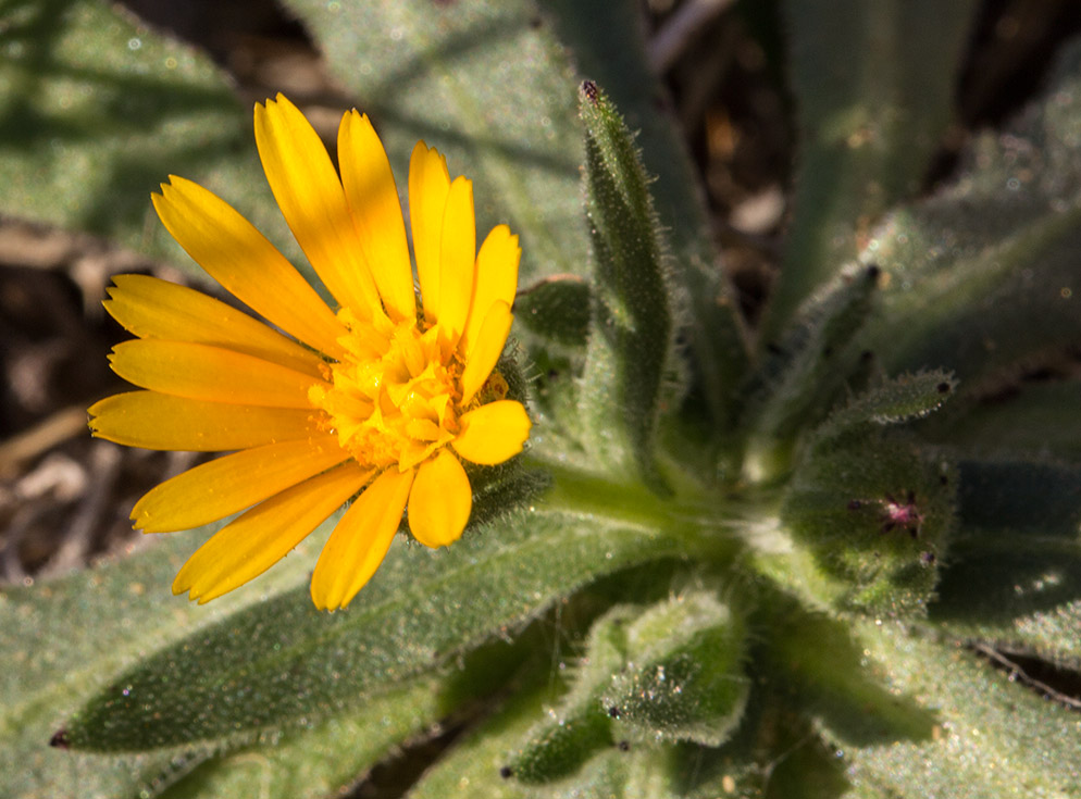 Изображение особи Calendula arvensis.