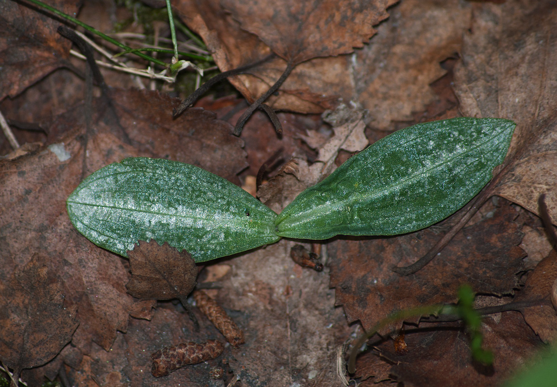 Image of Dactylorhiza viridis specimen.
