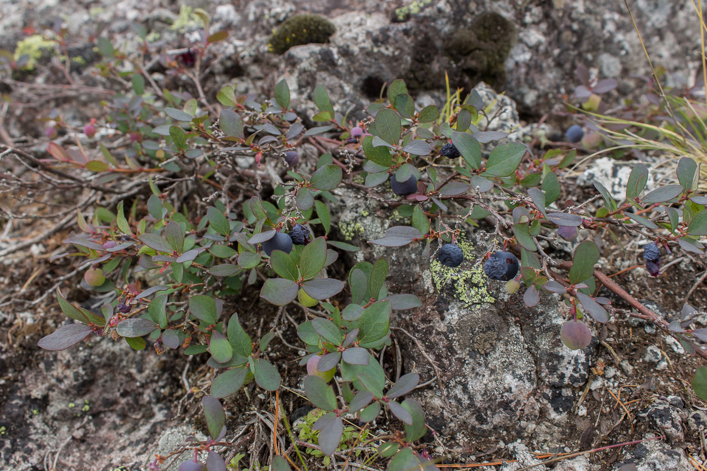 Изображение особи Vaccinium uliginosum.