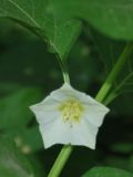 Image of taxon representative. Author is Тулкин Тиллаев