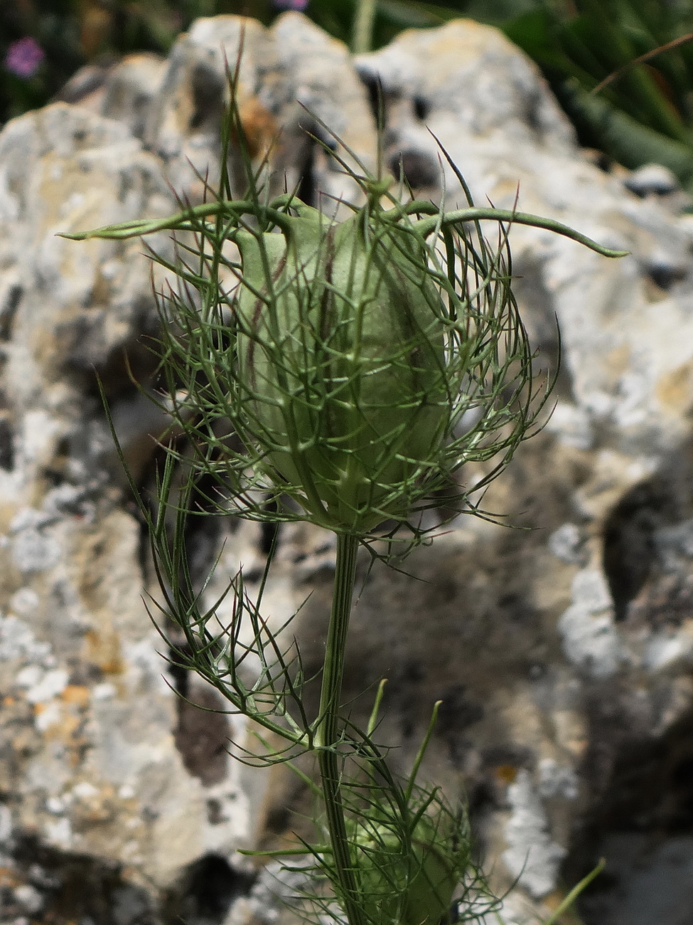 Image of Nigella damascena specimen.