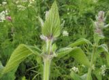 Stachys balansae