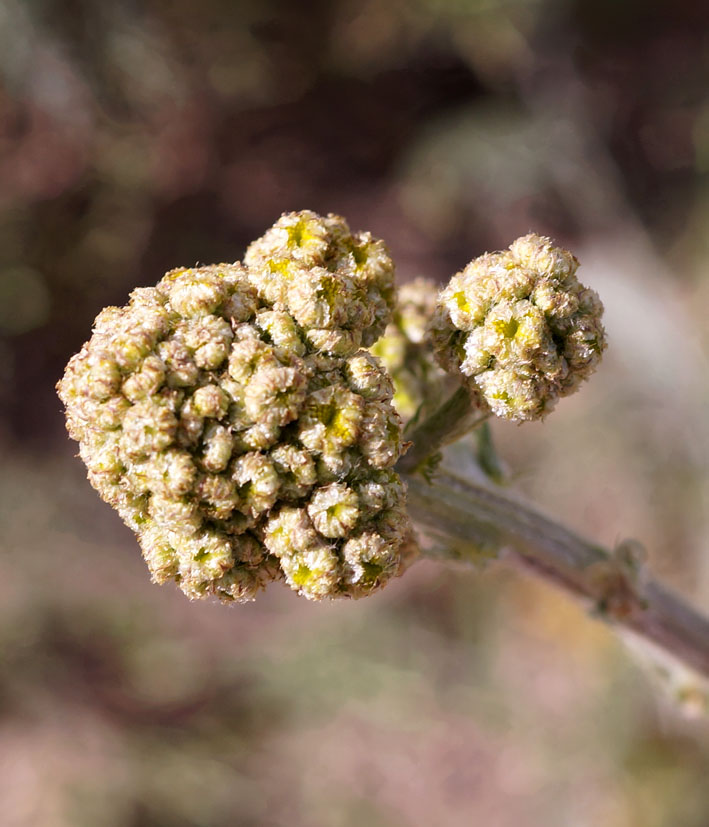 Image of Handelia trichophylla specimen.