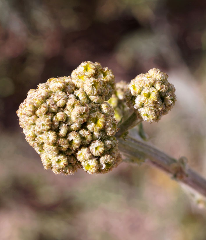 Изображение особи Handelia trichophylla.