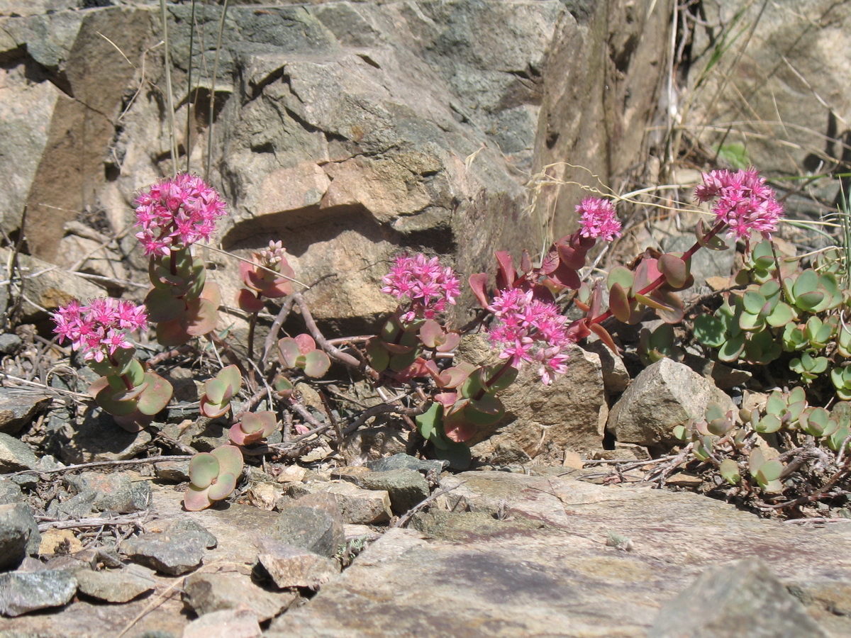 Image of Hylotelephium ewersii specimen.