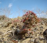 род Arthrophytum. Плодоносящее растение. Казахстан, Кызыл-Ординская обл., г. Байконур, левый берег р. Сыр-Дарьи у понтонной переправы; верхушка сопки. 20.09.2009.
