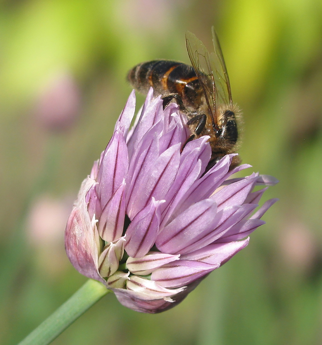 Изображение особи Allium schoenoprasum.