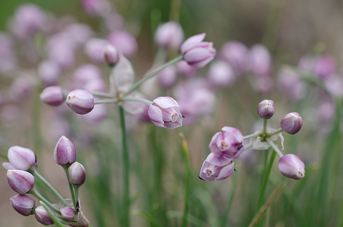 Изображение особи Allium anisopodium.