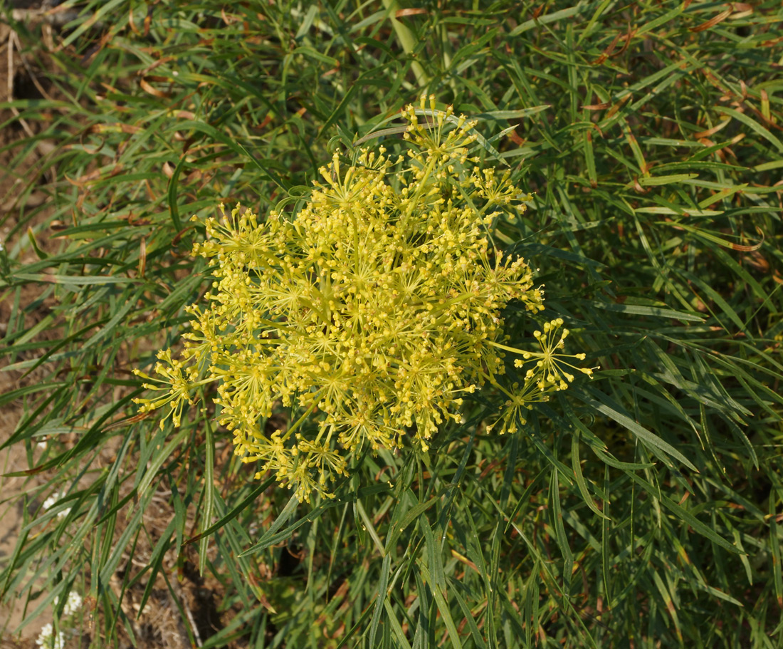 Изображение особи Peucedanum morisonii.