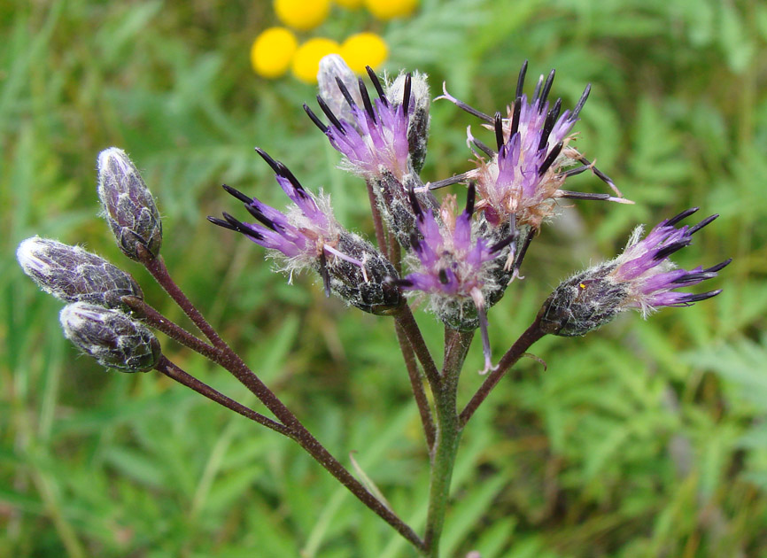 Изображение особи Saussurea stubendorffii.