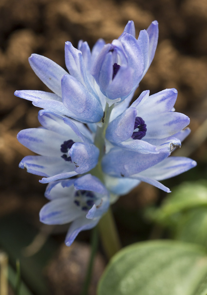 Изображение особи Bellevalia hyacinthoides.